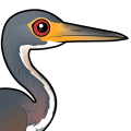 Birdorable Tricolored Heron
