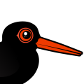 Birdorable Sooty Oystercatcher