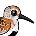 Birdorable Dunlin