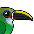 Birdorable Northern Emerald Toucanet
