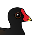 Birdorable Common Gallinule