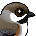 Birdorable Boreal Chickadee