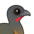 Birdorable Plain Chachalaca