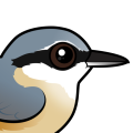 Birdorable Eurasian Nuthatch