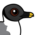 Birdorable Sabine's Gull