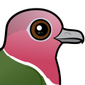 Birdorable Pink-headed Fruit Dove