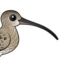 Birdorable Eurasian Curlew