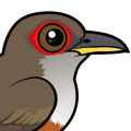 Birdorable Puerto Rican Lizard-Cuckoo