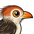 Birdorable Guira Cuckoo