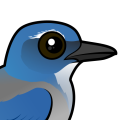 Birdorable Woodhouse's Scrub-Jay