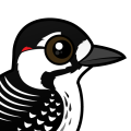Birdorable Red-cockaded Woodpecker