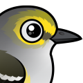 Birdorable White-eyed Vireo