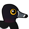 Birdorable Ring-necked Duck