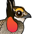 Birdorable Lesser Prairie-Chicken