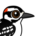 Birdorable Hairy Woodpecker