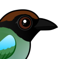 Birdorable Hooded Pitta