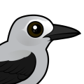 Birdorable Clark's Nutcracker