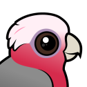 Galah