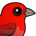 Summer Tanager