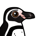 Humboldt Penguin
