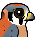 American Kestrel