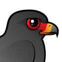 Snail Kite