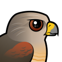 Red-shouldered Hawk