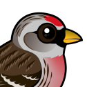 Common Redpoll