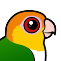 White-bellied Parrot