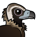 Cinereous Vulture