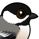 Black-capped Chickadee