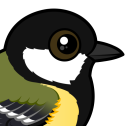 Great Tit