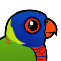 Rainbow Lorikeet