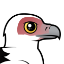 Palm-nut Vulture