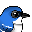 Cerulean Warbler