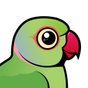 Rose-ringed Parakeet
