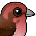 Purple Finch