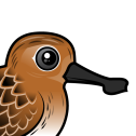 Spoon-billed Sandpiper