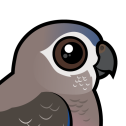 Bourke's Parrot