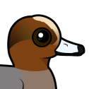 Eurasian Wigeon