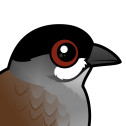 Jocotoco Antpitta