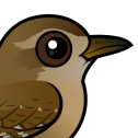 Eurasian Wren