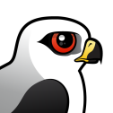 White-tailed Kite