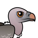 Rueppell's Vulture