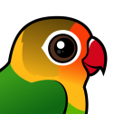 Fischer's Lovebird