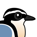Egyptian Plover