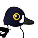 Barrow's Goldeneye
