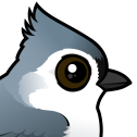 Tufted Titmouse
