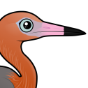 Reddish Egret