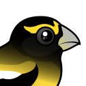 Evening Grosbeak